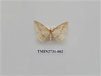 藏品(尺蛾286)的圖片